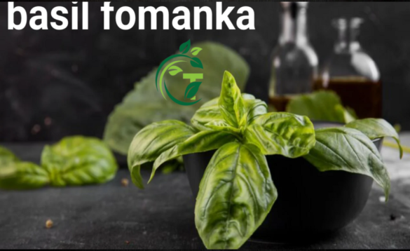 Basil Fomanka A Nutritional Powerhouse for Health Enthusiasts