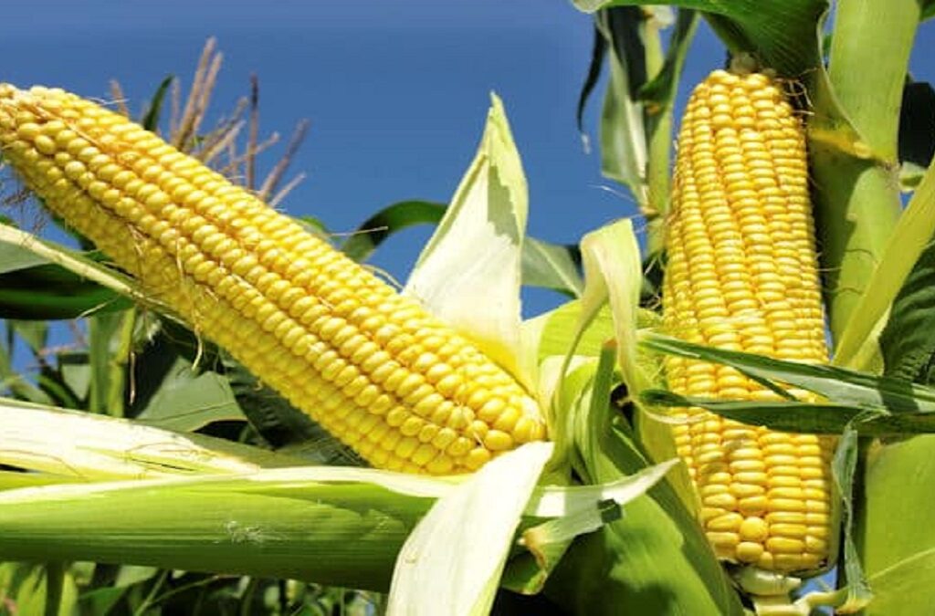 FPO Corn Revolutionizing Agriculture Through Collective Farming Initiatives