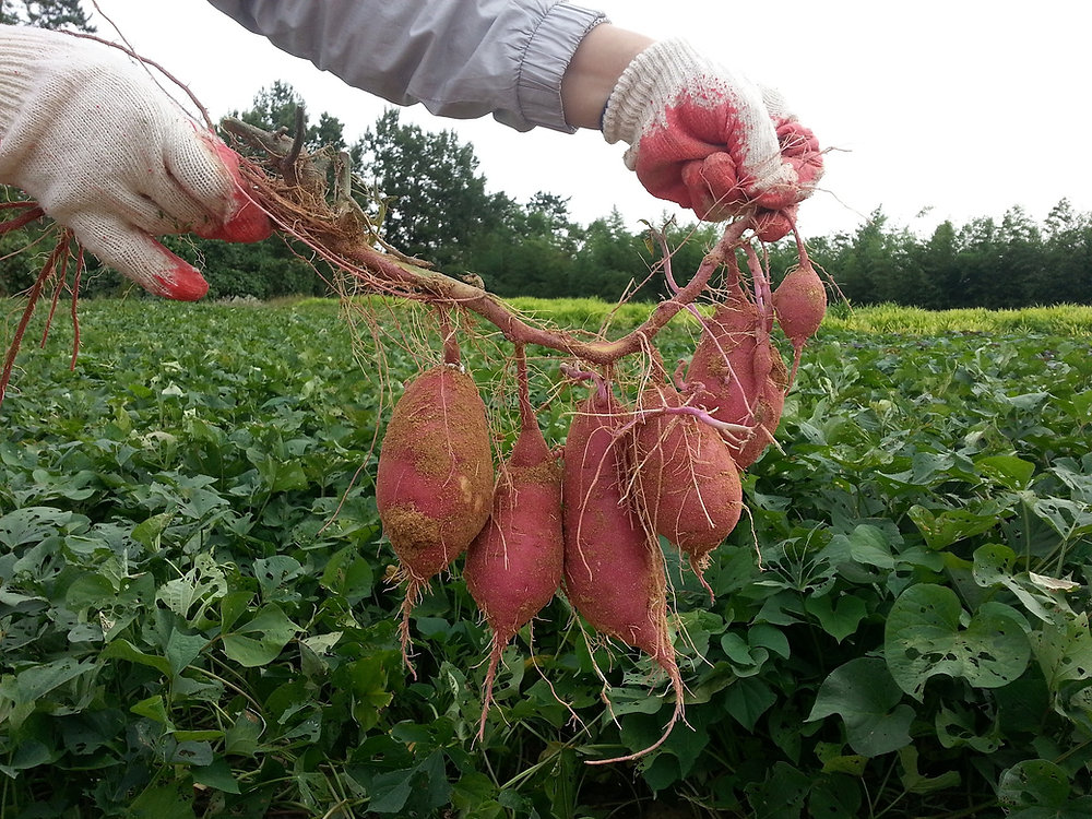 How Far Did Sweet Potatoes Travel to Texas