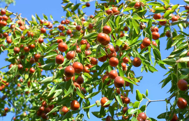 Exploring the Žižole The Nutritional Benefits of Jujube Fruit